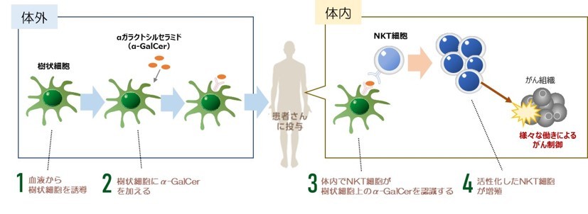 NKT細胞療法について説明した図